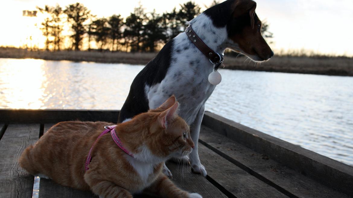 Huskat Gold billede 12