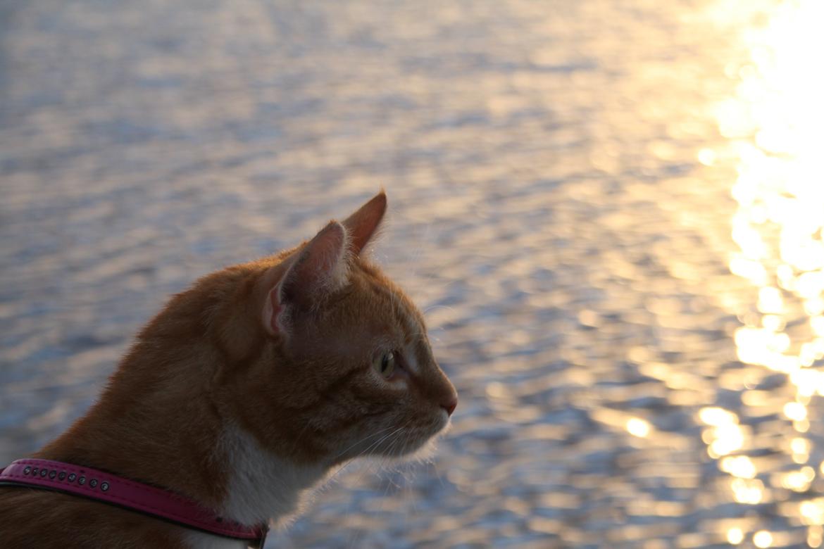 Huskat Gold billede 13