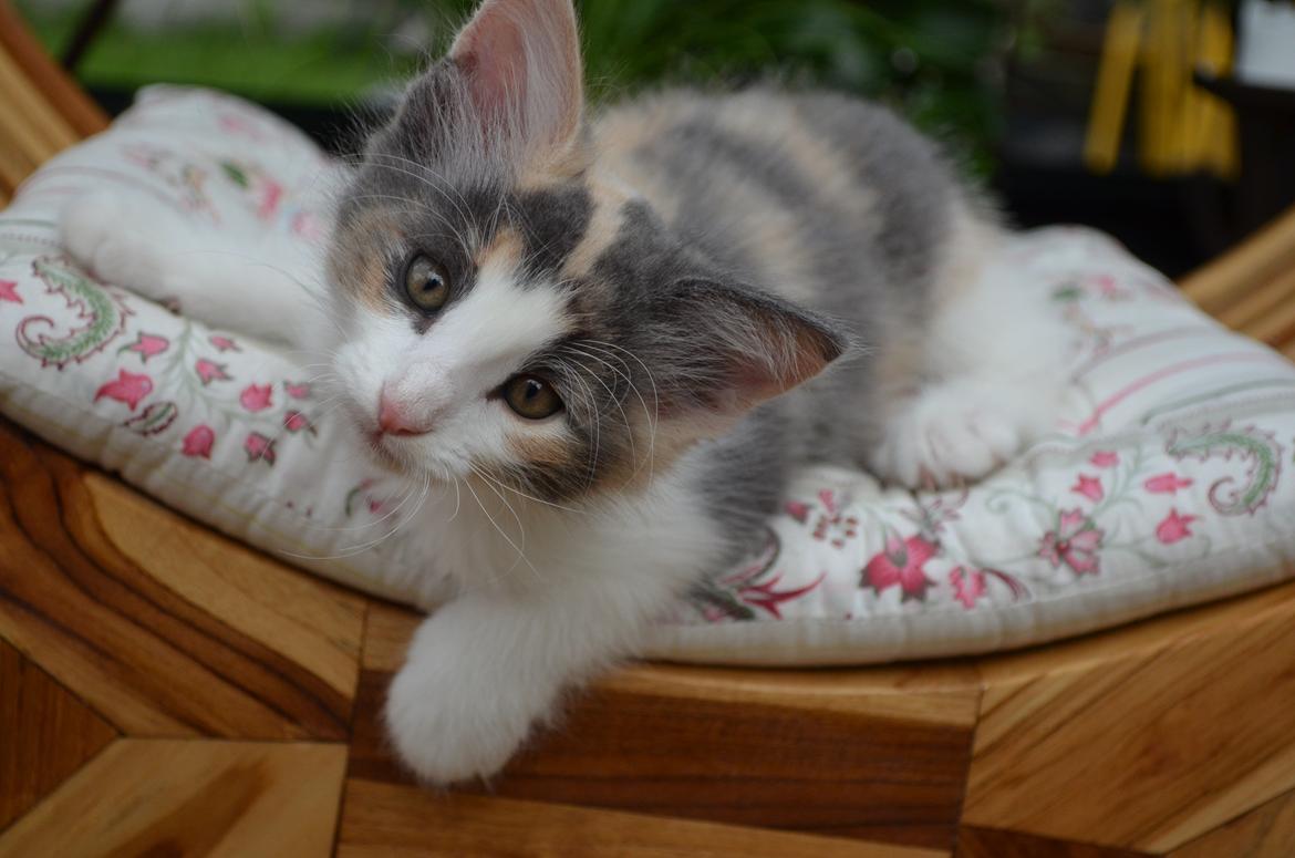 Norsk Skovkat Flocke (Killix Klokkeblomst) - himmelkat  - Flocke 9 uger gammel :-) billede 10