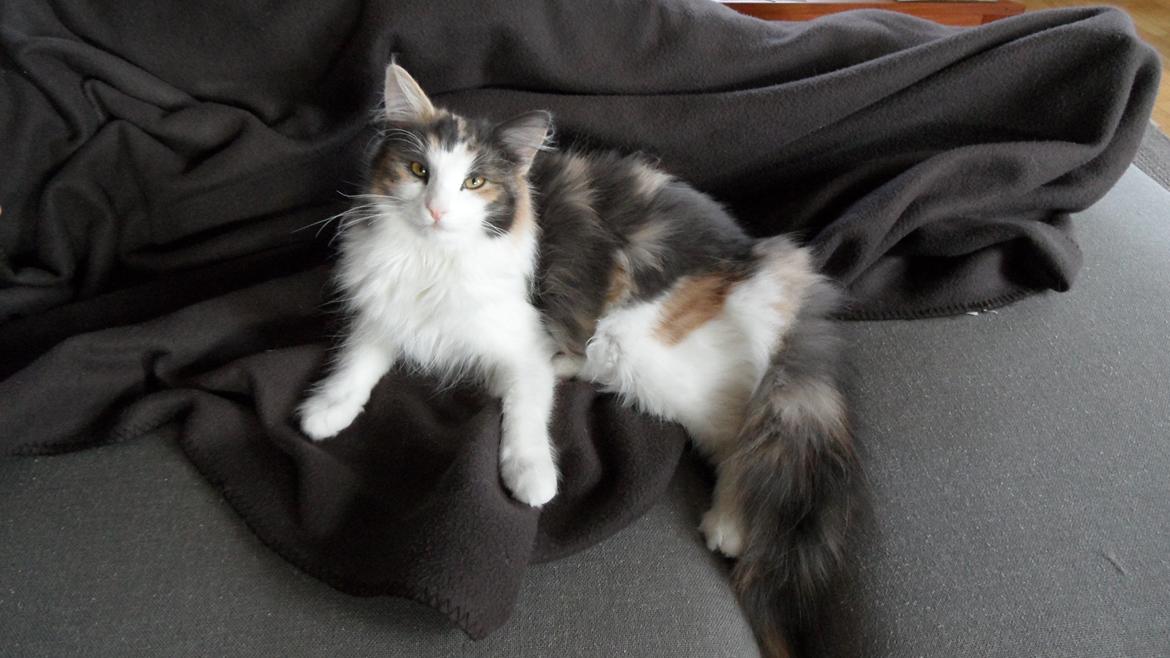Norsk Skovkat Flocke (Killix Klokkeblomst) - himmelkat  - Elsker sofaen! både på og under tæppet! Og gerne ved siden af Frank :-) billede 11
