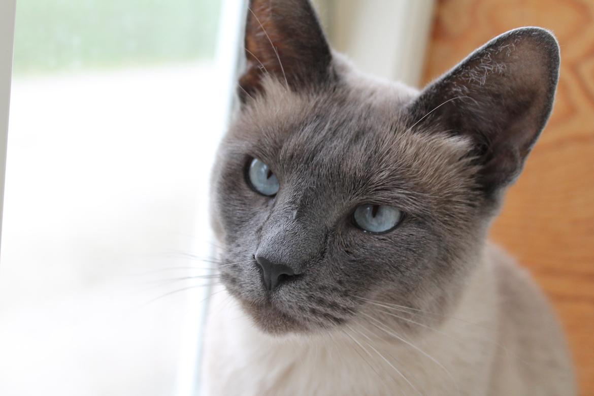 Blanding af racer Blue Delle R.I.P billede 1