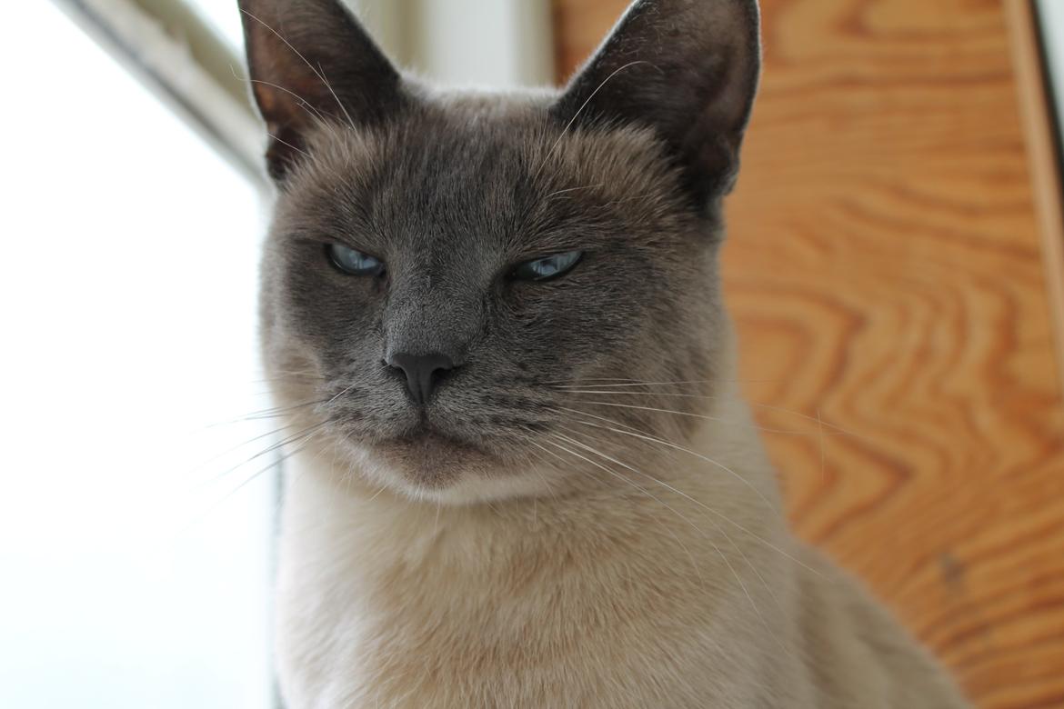 Blanding af racer Blue Delle R.I.P billede 4