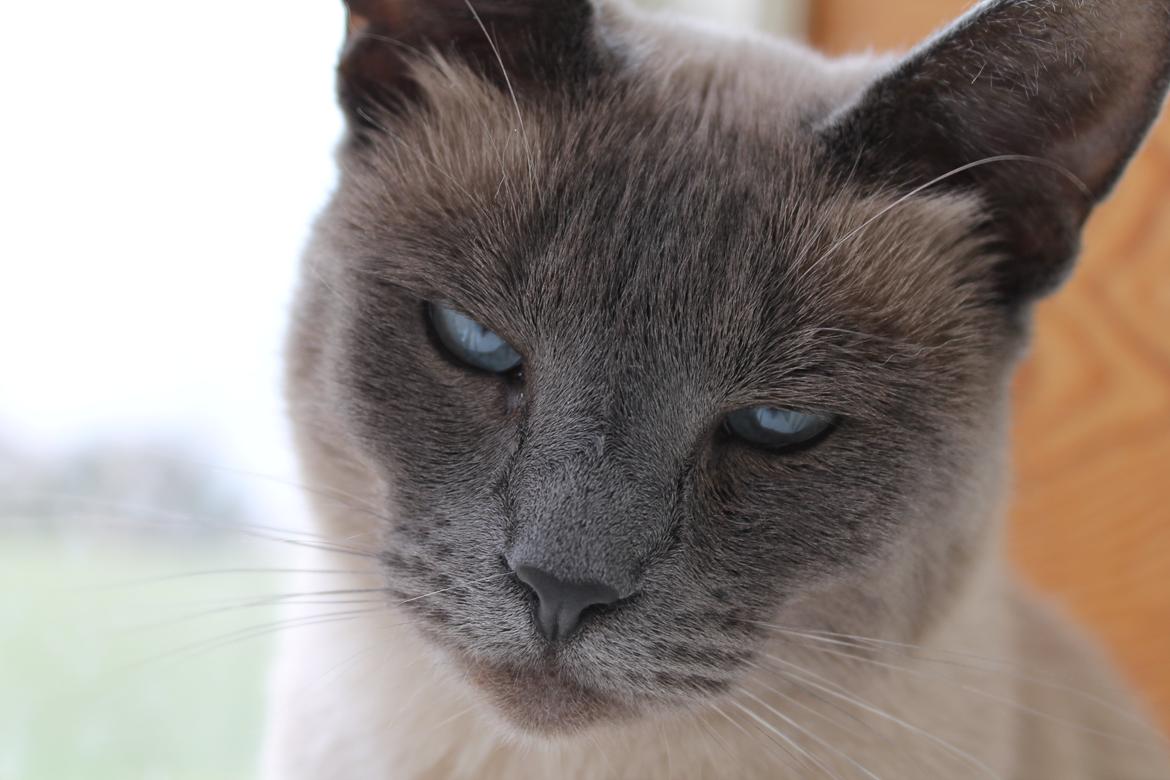 Blanding af racer Blue Delle R.I.P billede 3