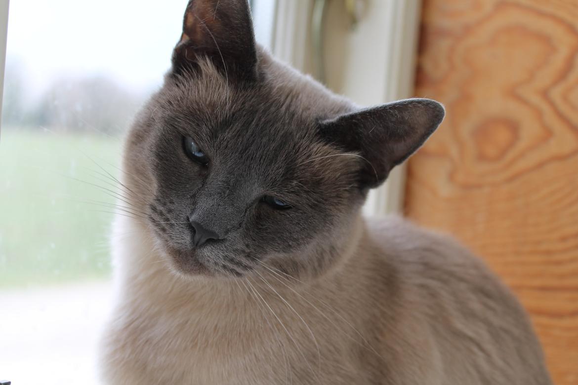 Blanding af racer Blue Delle R.I.P billede 2