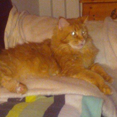 Maine Coon Max billede 1