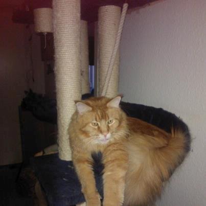 Maine Coon Max billede 2