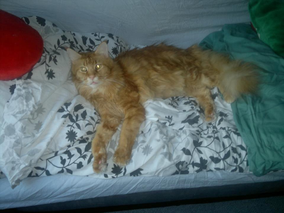 Maine Coon Max billede 3