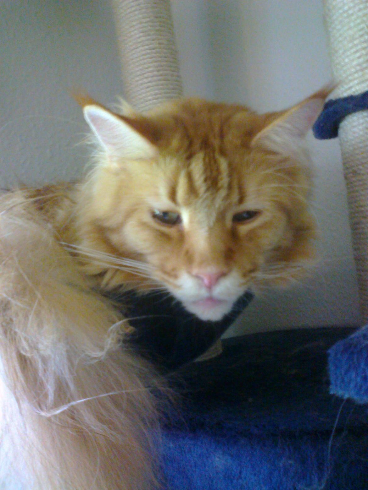 Maine Coon Max billede 4