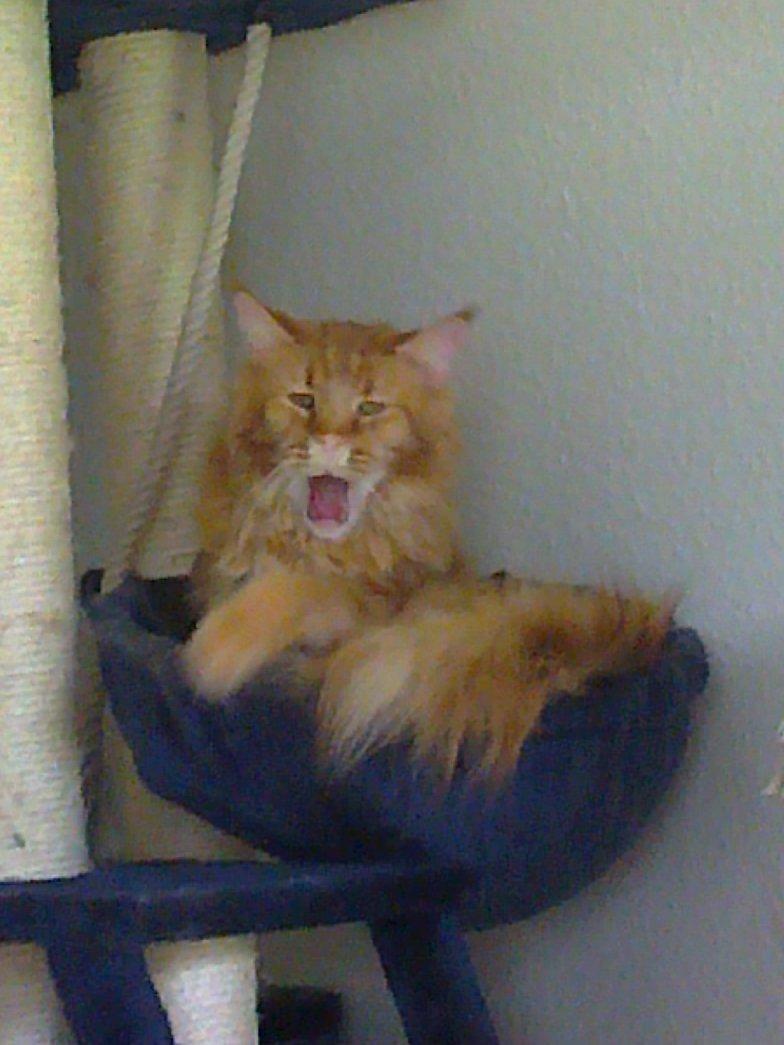 Maine Coon Max billede 5
