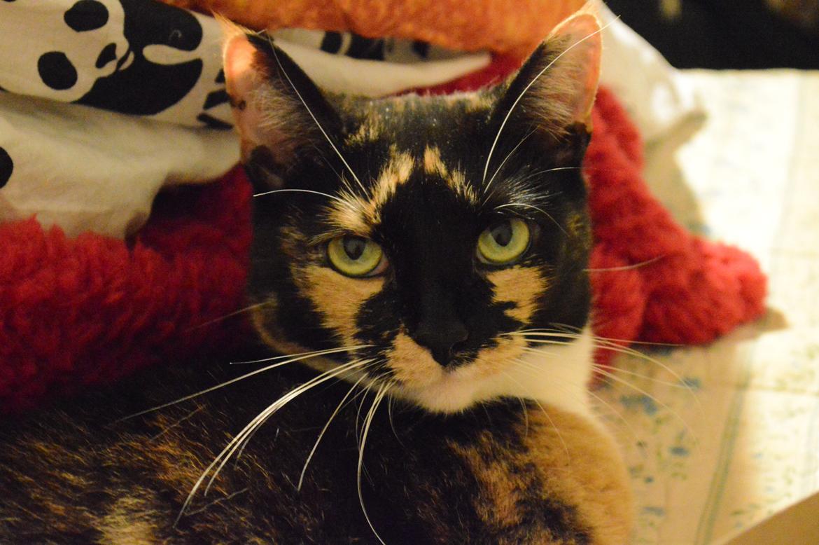 Huskat Alexandra billede 5