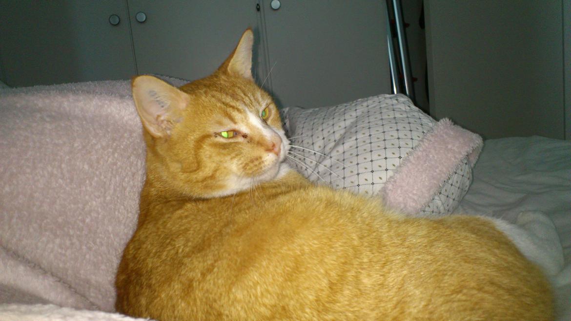 Huskat Manse billede 1