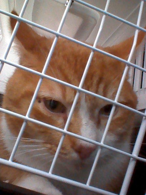 Huskat Manse billede 2