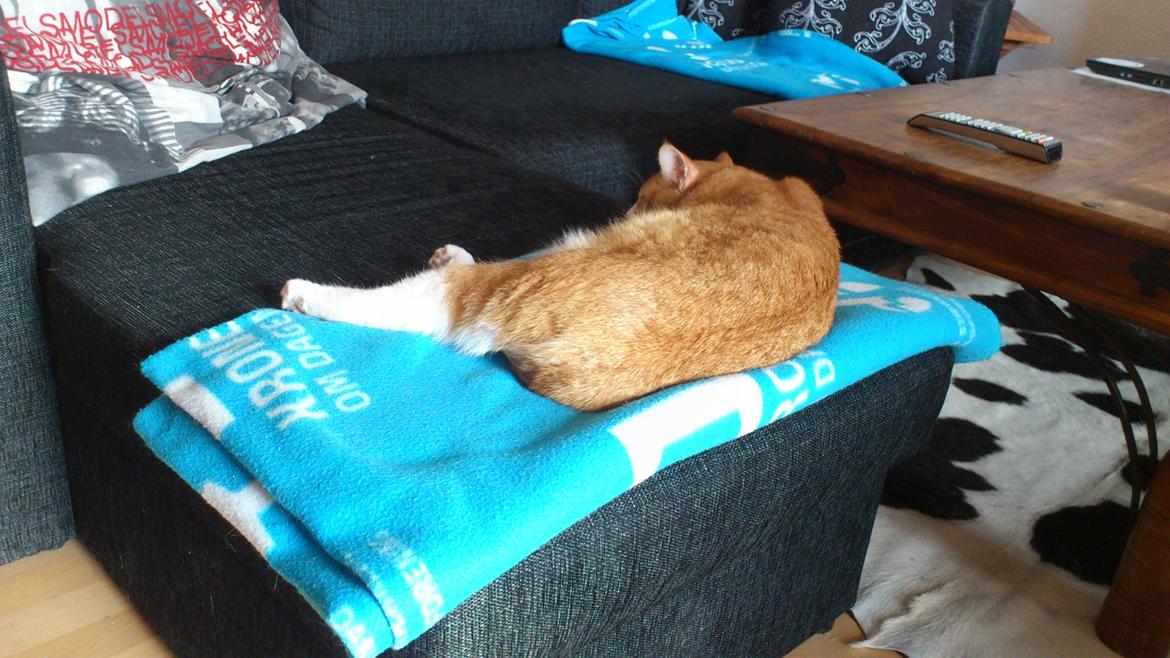 Huskat Manse billede 3