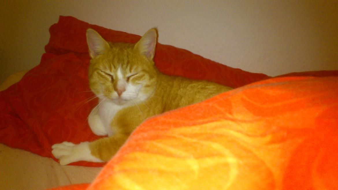 Huskat Manse billede 4