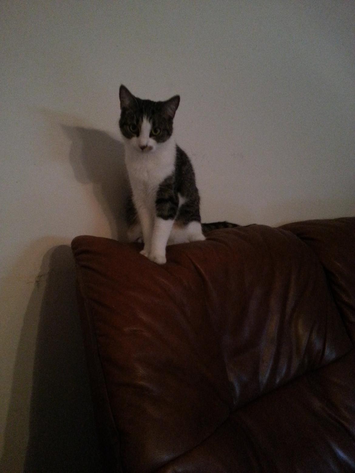 Huskat Miffi - Lille miffi pigen, som sidder på sofaen og får overblik :) billede 5