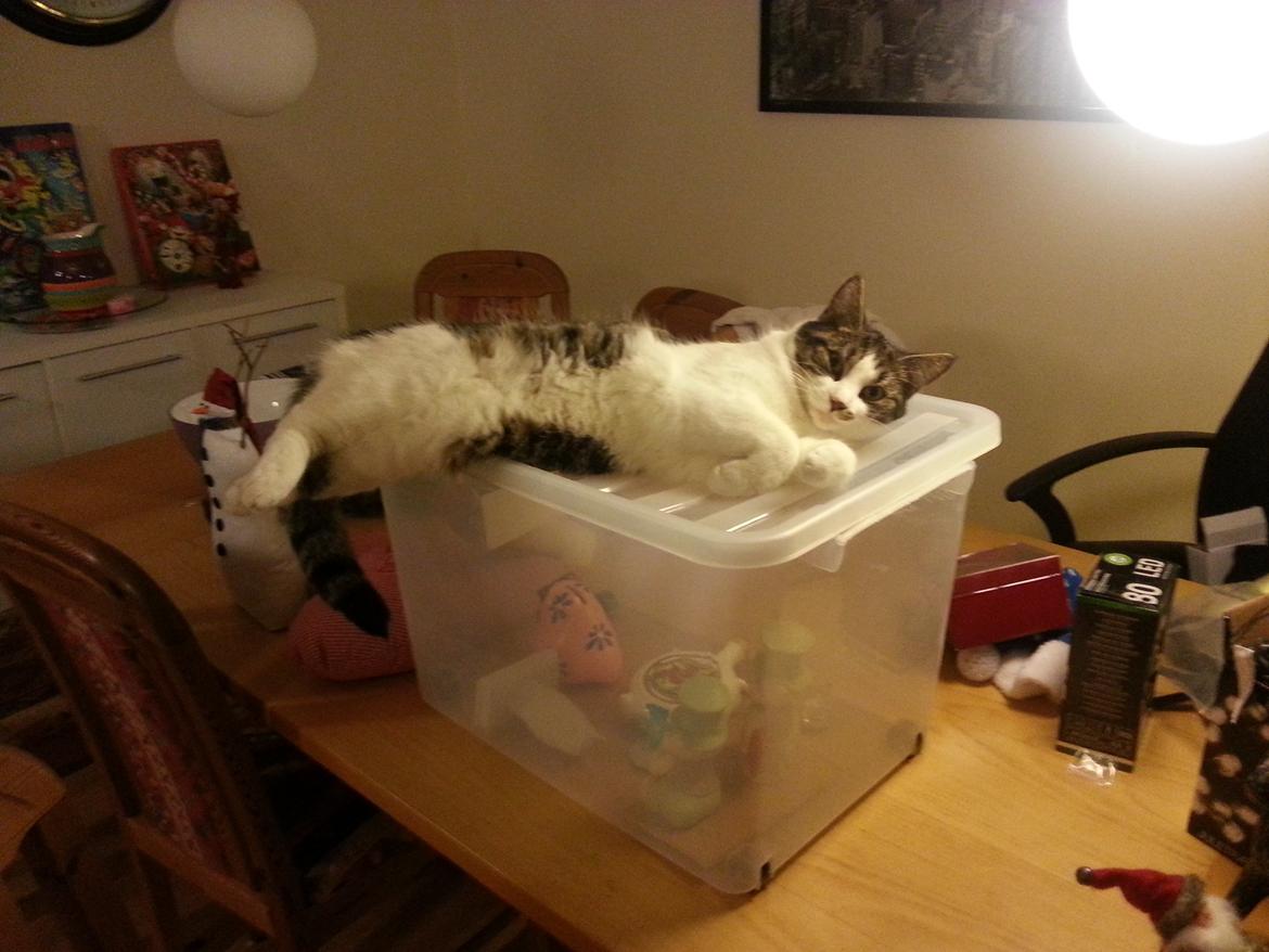 Huskat Miffi - MOR! må jeg godt beholde den her kasse på bordet :D haha.  billede 6