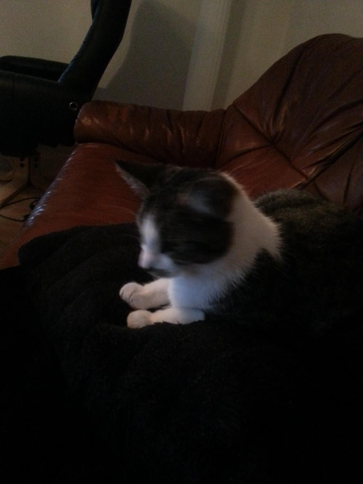 Huskat Miffi - Min ynglingspude, det ligner lidt jeg er en kattedronning, når jeg ligger her :D billede 7