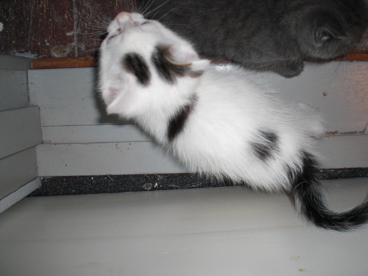 Blanding af racer Mayo billede 1