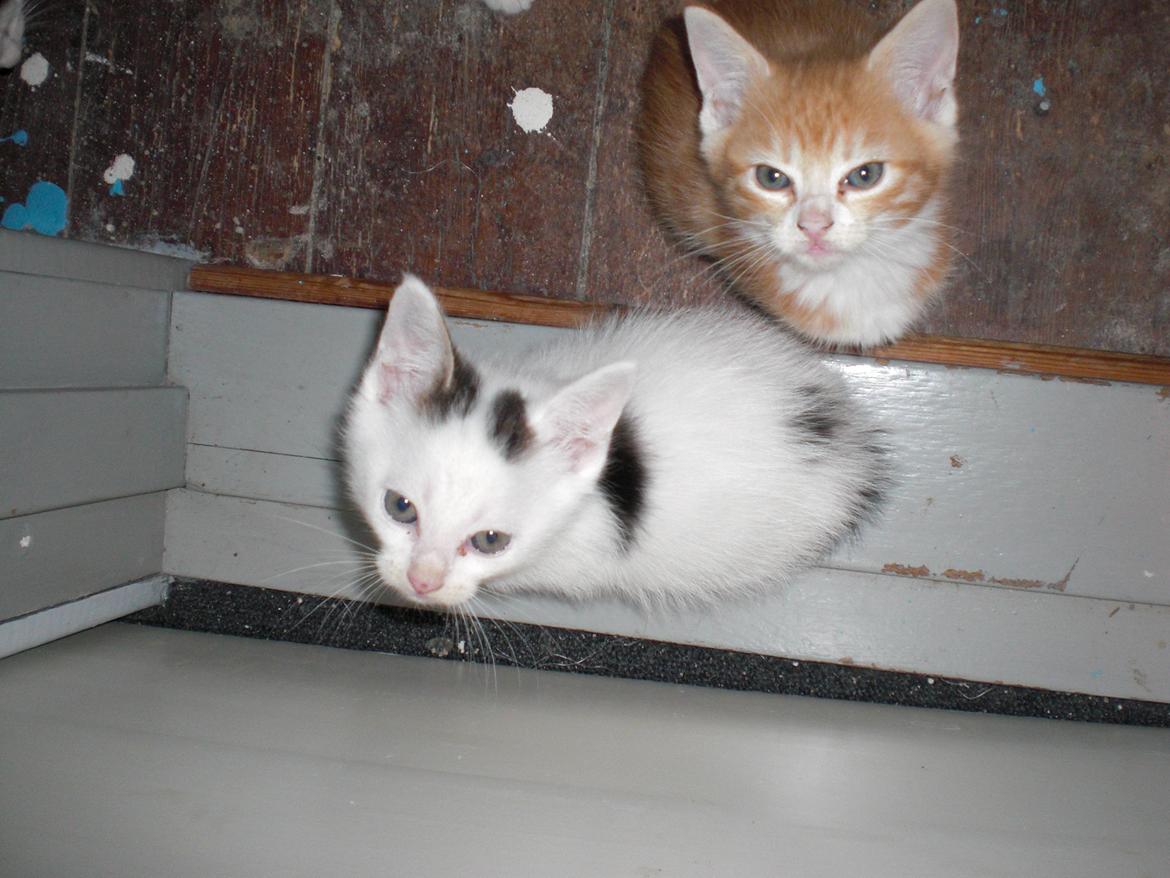 Blanding af racer Mayo billede 2