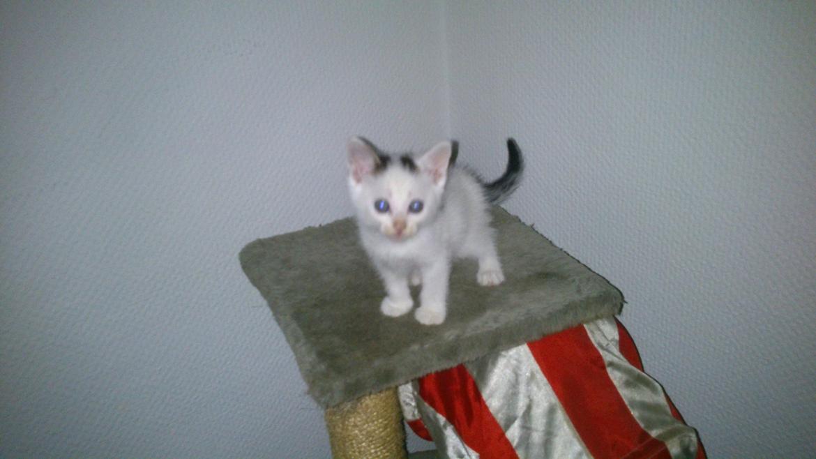 Blanding af racer Mayo billede 3