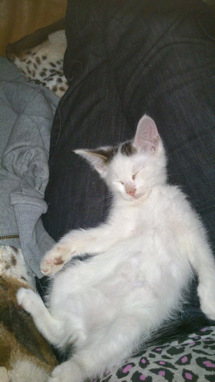 Blanding af racer Mayo billede 4