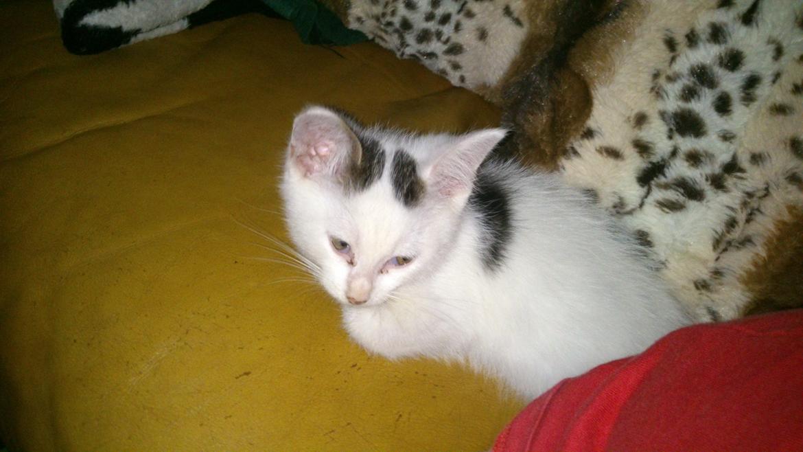 Blanding af racer Mayo billede 5