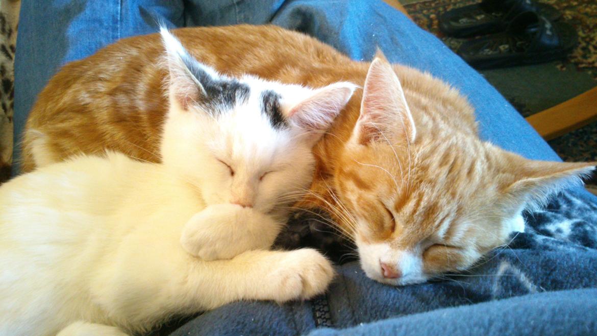 Blanding af racer Mayo billede 6