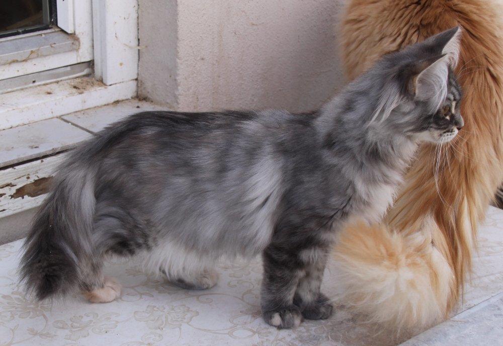 Maine Coon Penny *Sov sødt* billede 15