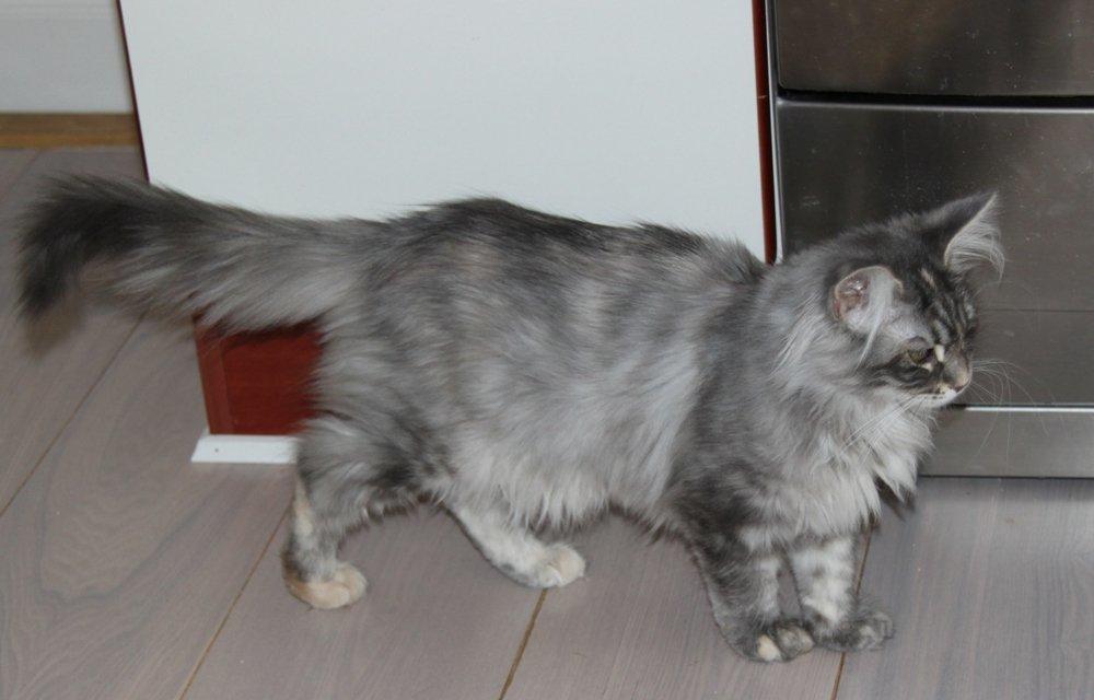 Maine Coon Penny *Sov sødt* billede 17