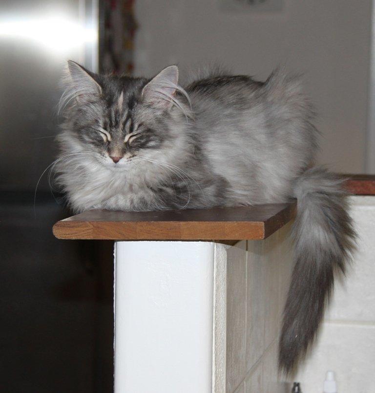 Maine Coon Penny *Sov sødt* billede 19