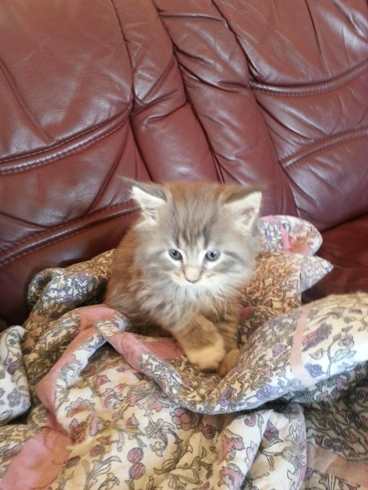 Maine Coon HUXI - HUXI 6 Uger billede 1