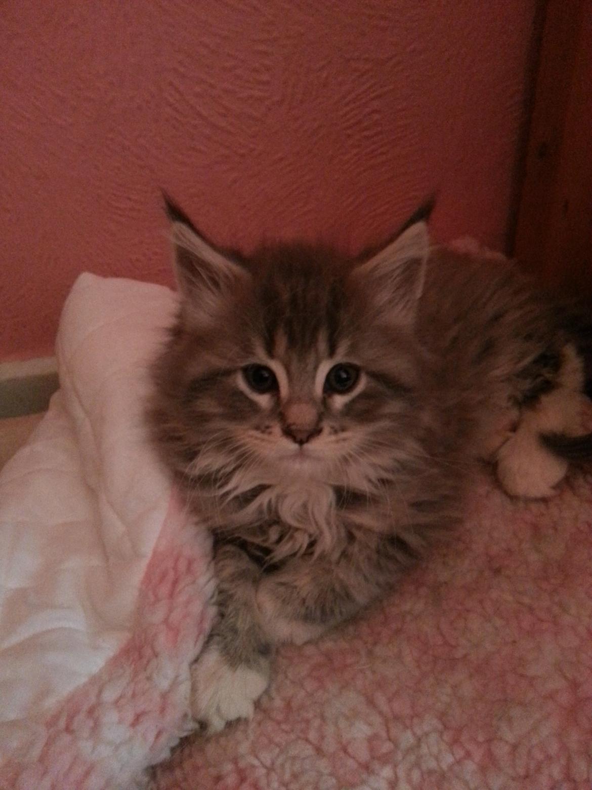 Maine Coon HUXI - HUXI 7 Uger billede 2