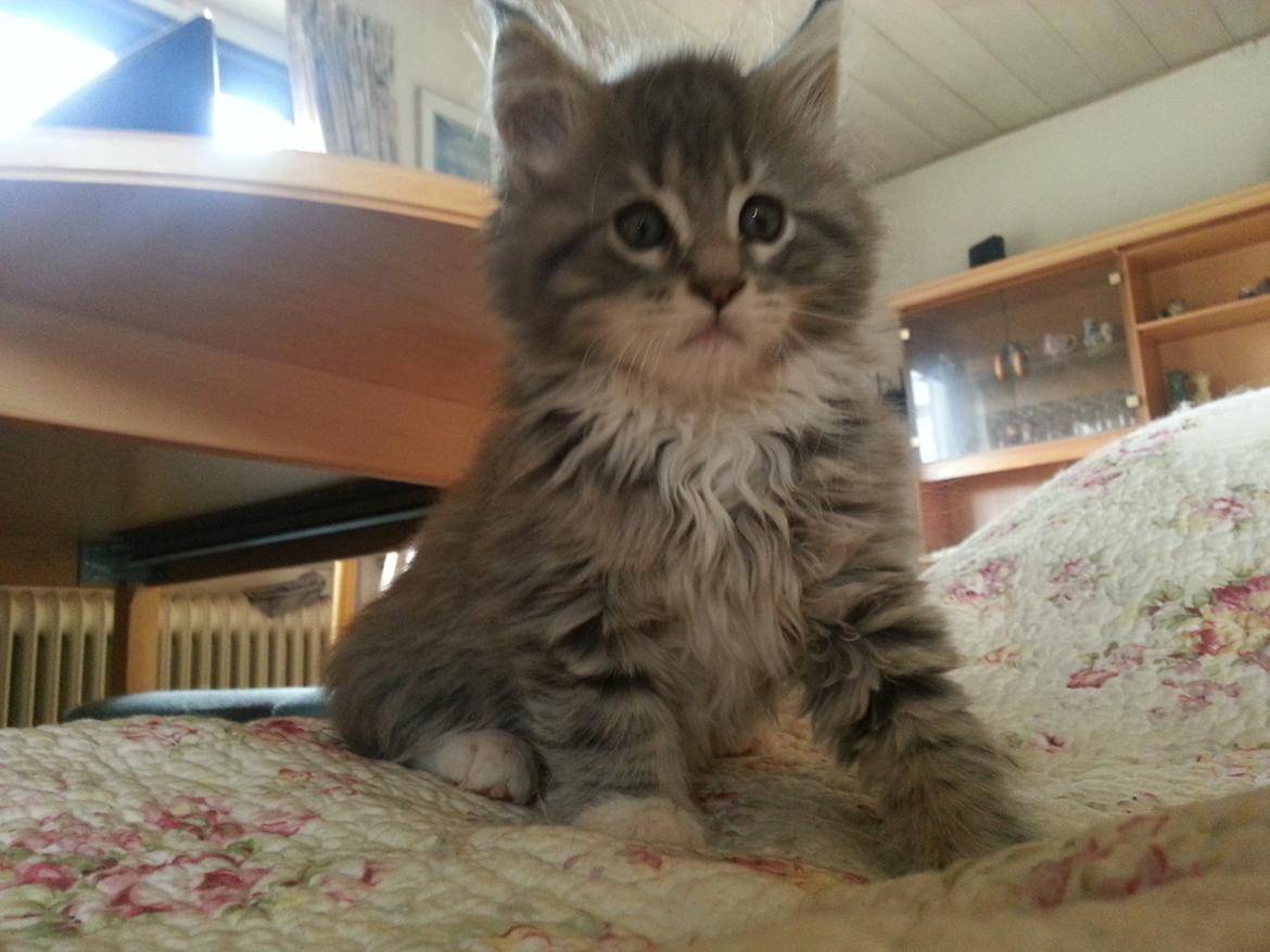 Maine Coon HUXI - HUXI 8 Uger  billede 3