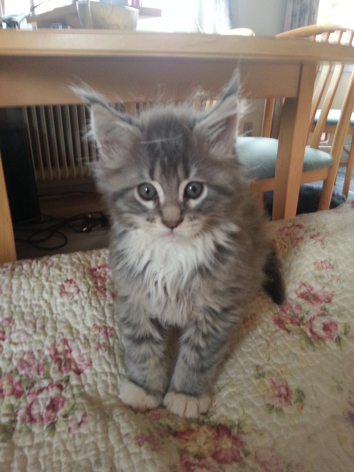 Maine Coon HUXI - HUXI 8 Uger billede 4