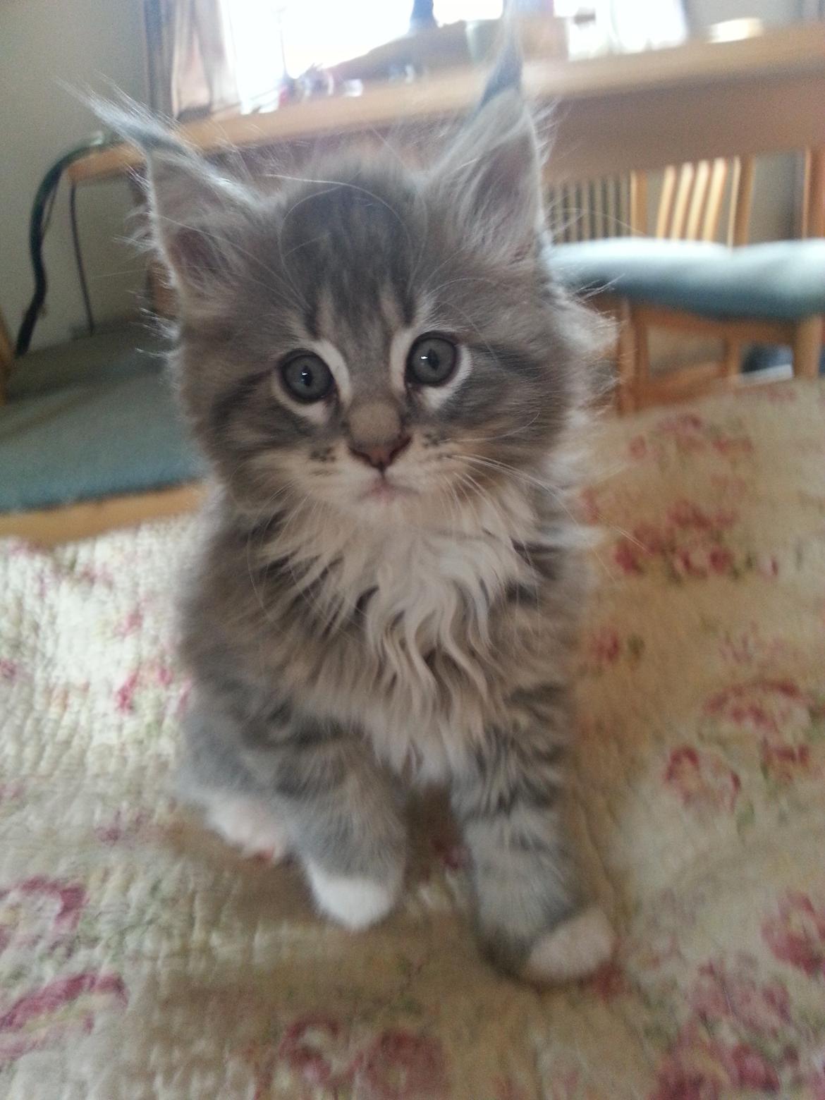 Maine Coon HUXI - HUXI 8 Uger  billede 5