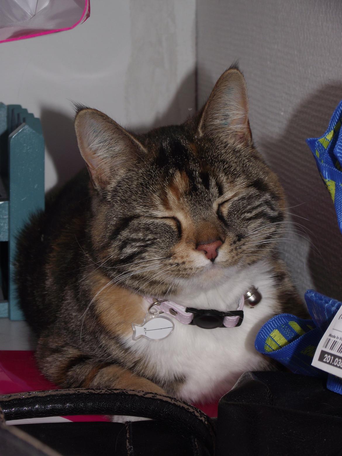 Huskat Fie aflivet :( billede 5