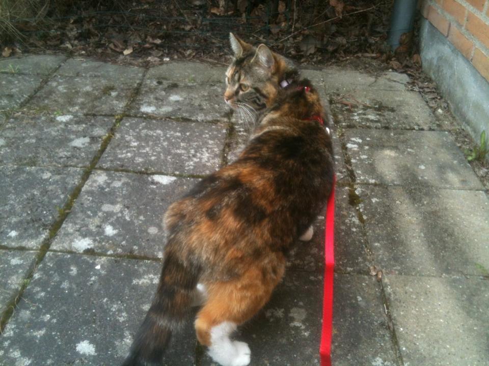 Huskat Fie aflivet :( billede 7