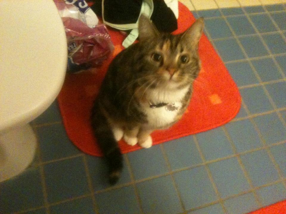 Huskat Fie aflivet :( billede 9