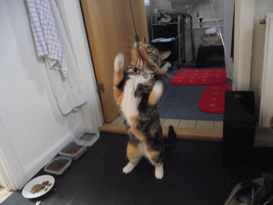 Huskat Fie aflivet :( billede 11