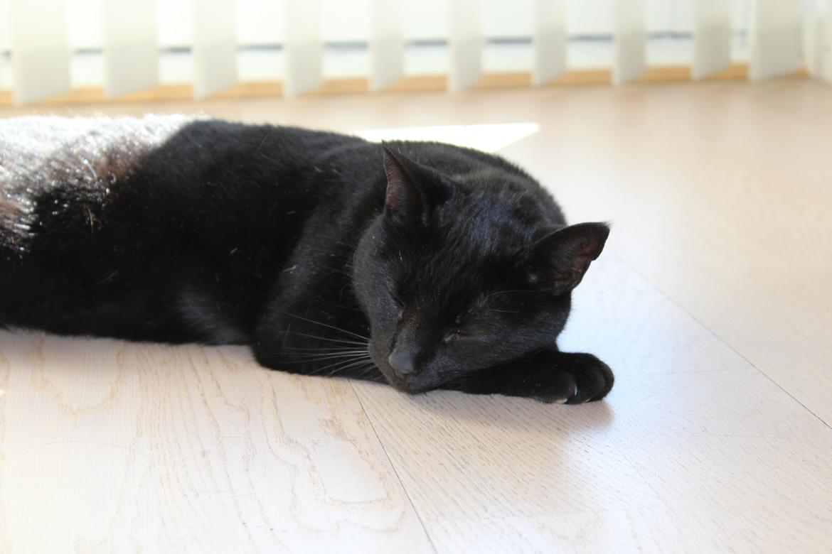 Huskat Sorte - Min prinsesse! :-* billede 1