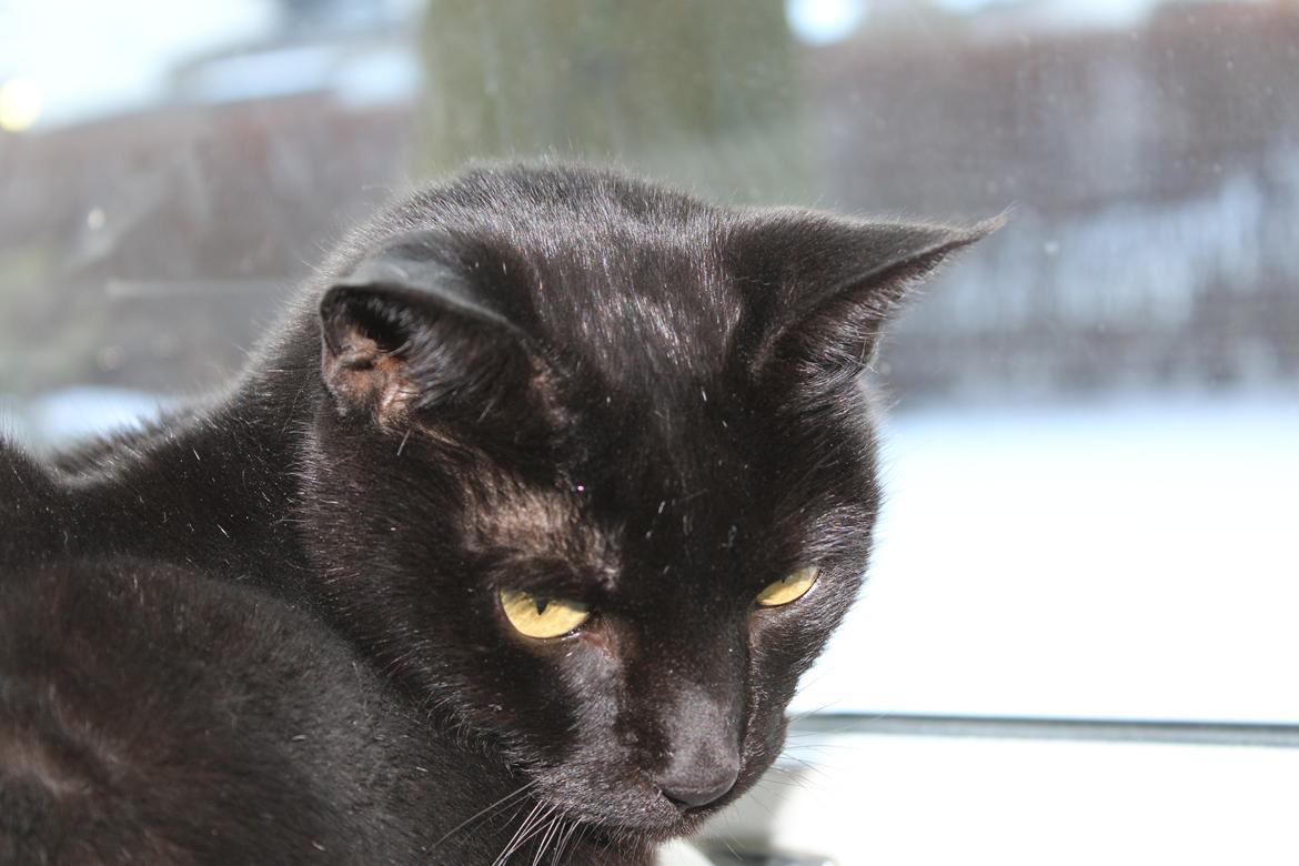 Huskat Sorte - BissenFisen <3 billede 2