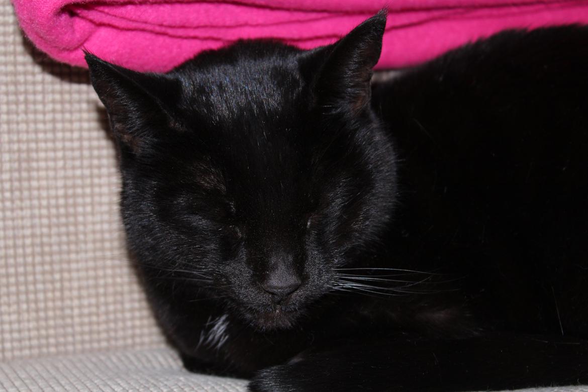 Huskat Sorte - Zzz.. <3 billede 3
