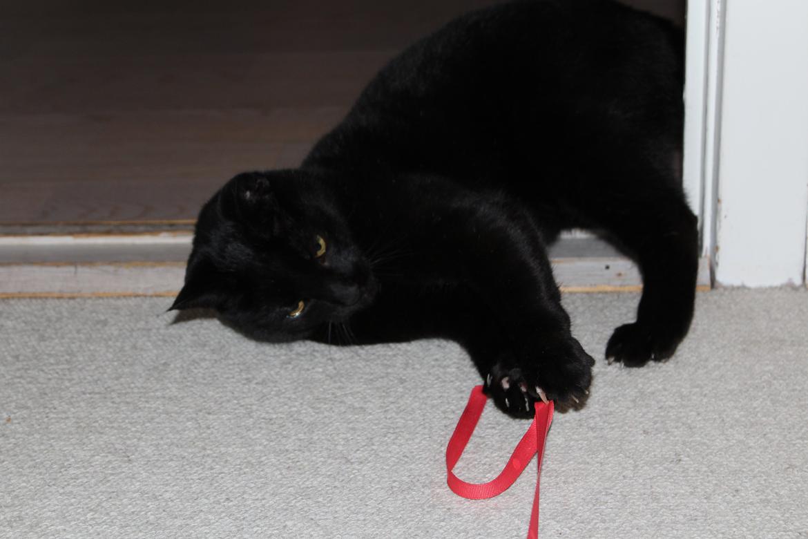 Huskat Sorte - Lege dyret! :') billede 5