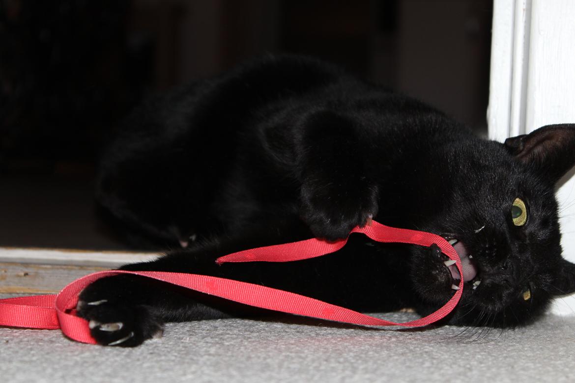 Huskat Sorte - Min farlige kat! ;-) billede 6