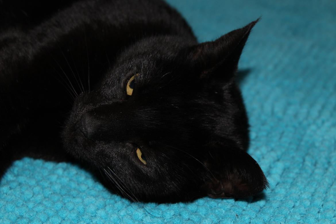 Huskat Sorte - Lækker <3 billede 7