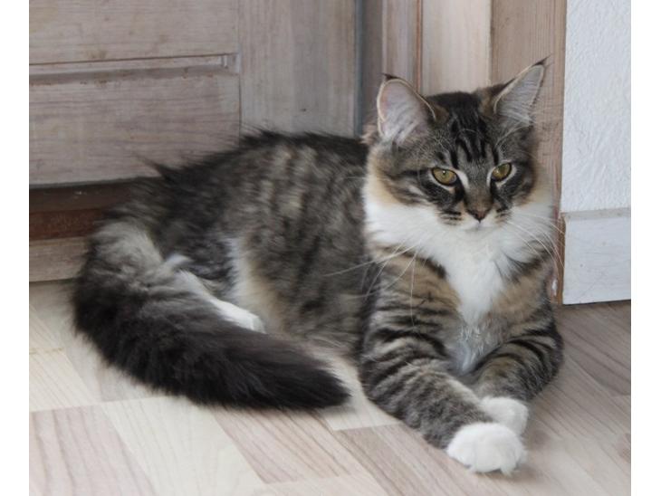 {{currentPhoto.altText}} billede {{currentPhoto.number}}