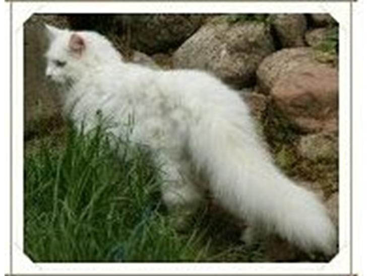 Maine Coon DK Lykke katte's Presley billede 2