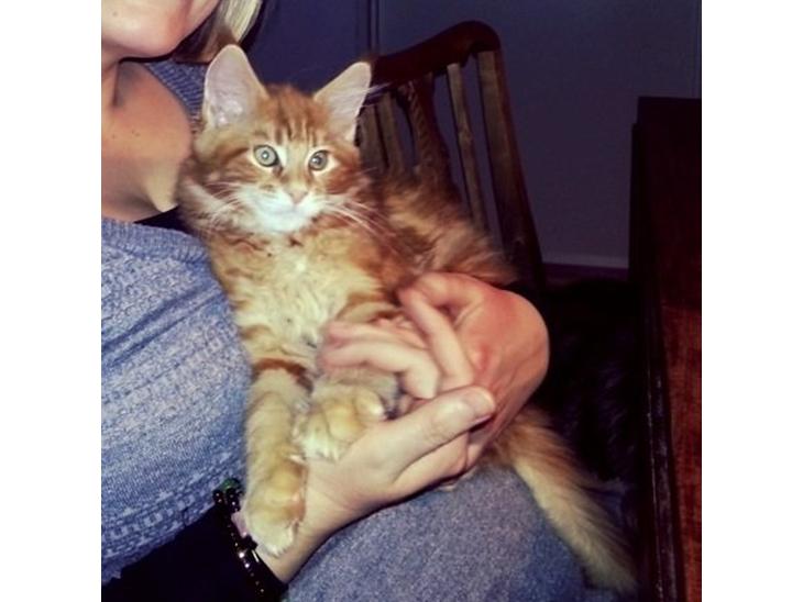 Maine Coon L.O.C. billede 1