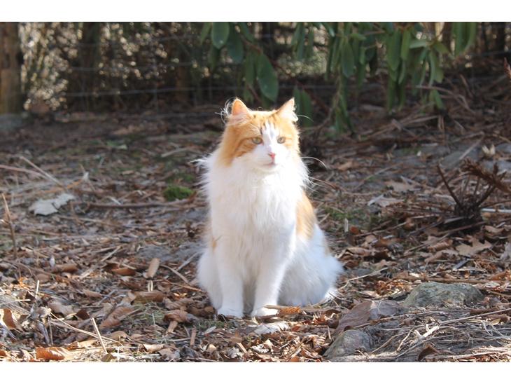 Blanding af racer Crash - the Cat's King ;) hvis han selv skal sige det billede 1