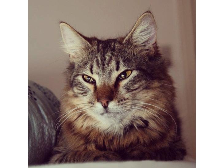 {{currentPhoto.altText}} billede {{currentPhoto.number}}